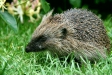 Hedgehog